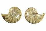 Cut & Polished Nautilus (Cymatoceras) Fossil - Madagascar #257690-1